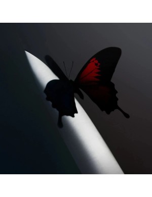 Виниловая пластинка Post Malone - Twelve Carat Toothache [2LP]